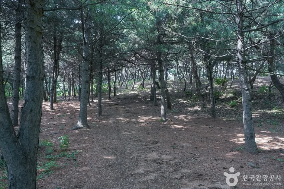 영신공원16