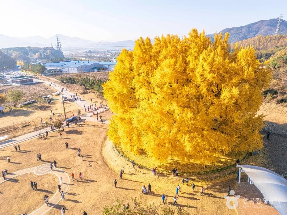 원주_원주 반계리 은행나무 (3)