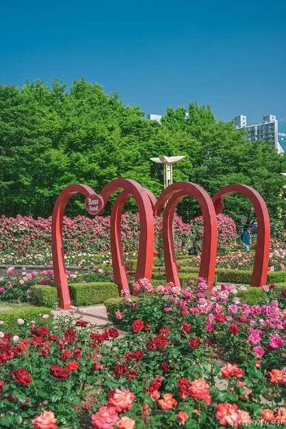 장미 실시간 개화 상황, 만개! 대구·대구 근교 장미 명소 총정리_이곡장미공원_1-3
