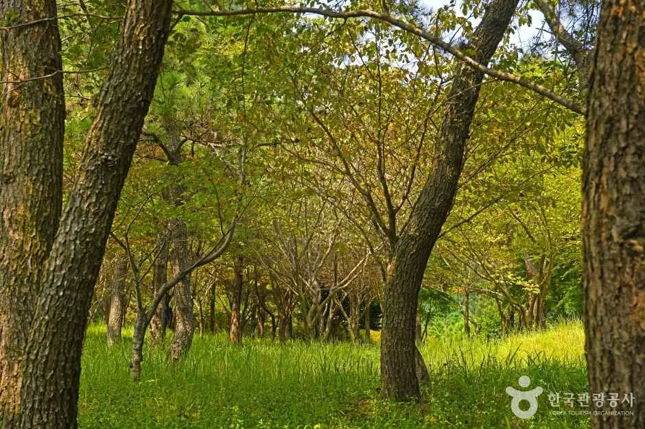 장흥_할미꽃 한재공원 (6)