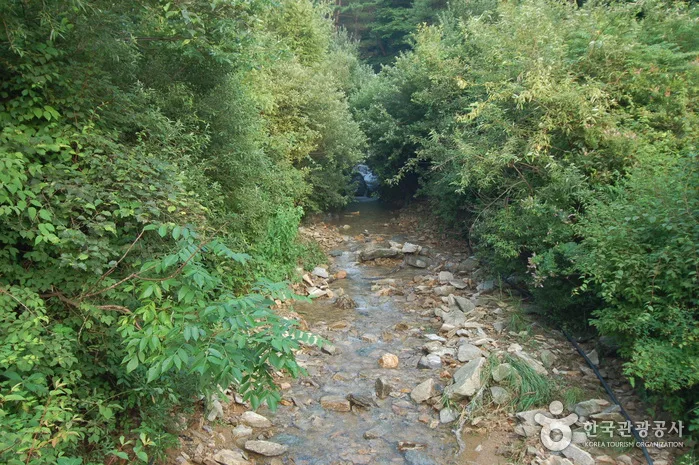 주천강강변자연휴양림_15