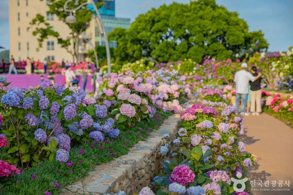 장생포 수국 페스티벌