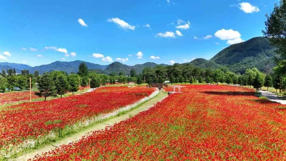 2026 Colorful Garden 자라섬 꽃 페스타 (5).JPG