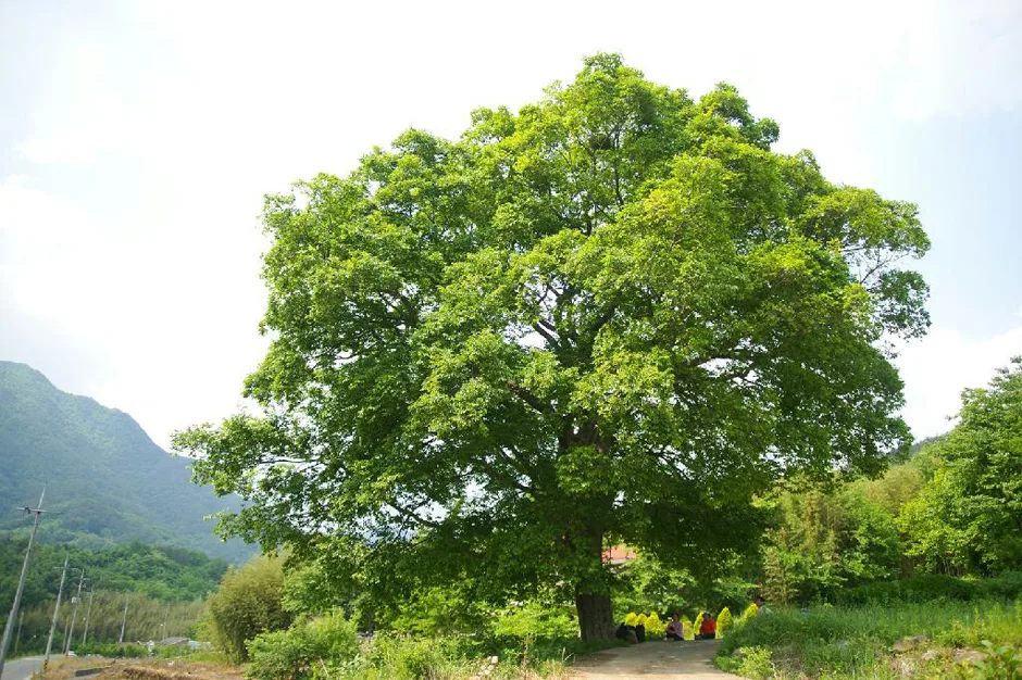 경남_하동군_나본마을 (3).jpg