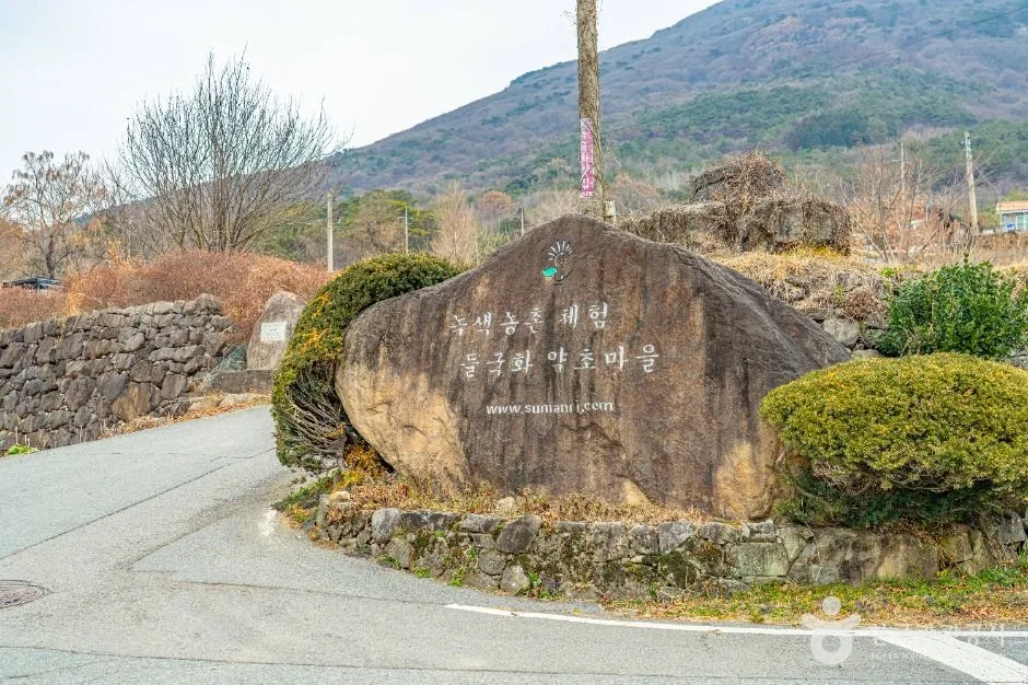 화순_화순 수만리들국화마을 (1)