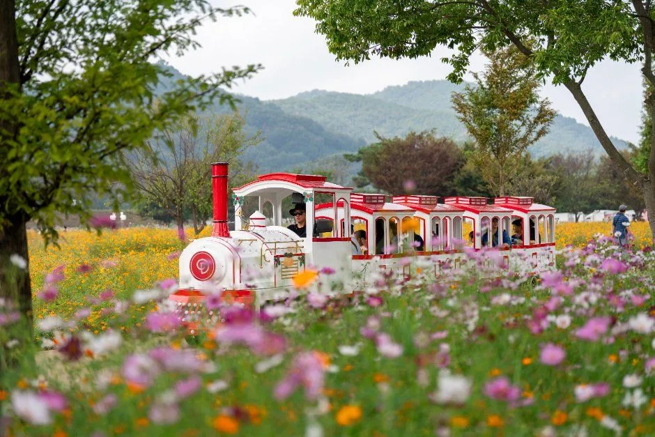 의령기강리치꽃축제