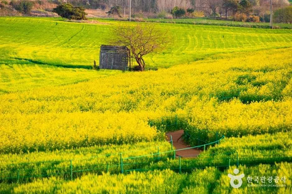 고창_보리나라 학원농장 (4)