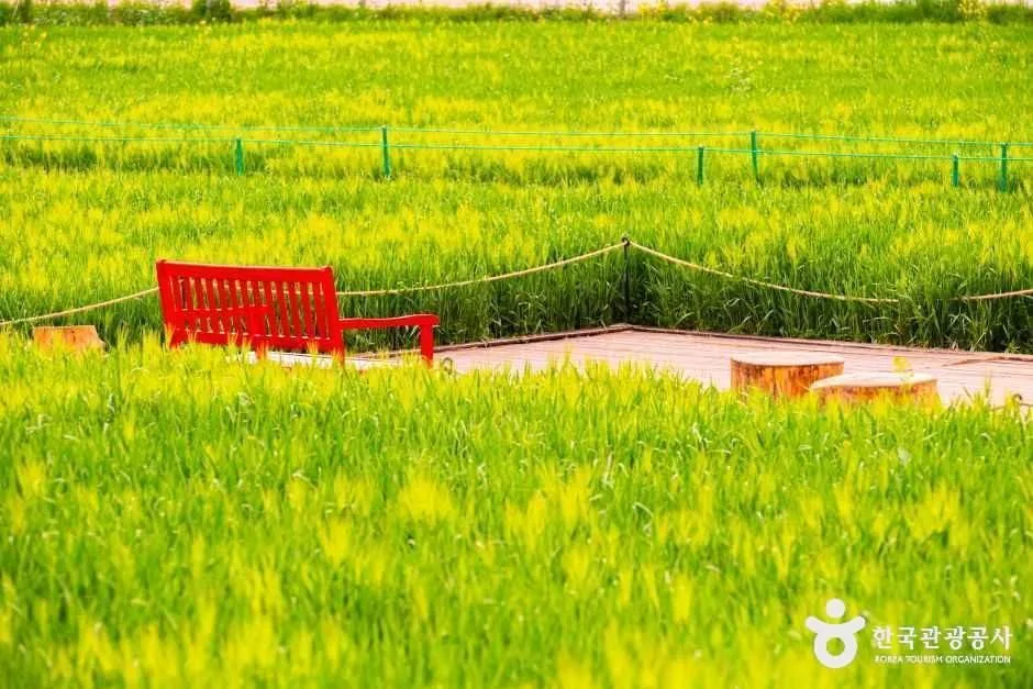고창_보리나라 학원농장 (1)