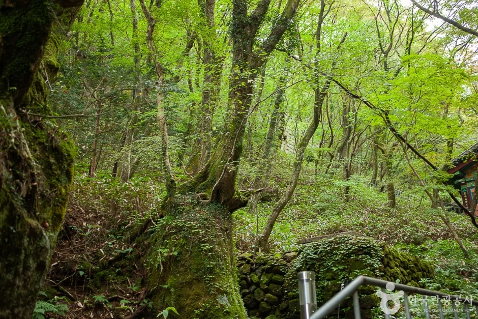 천왕사(제주) (17)