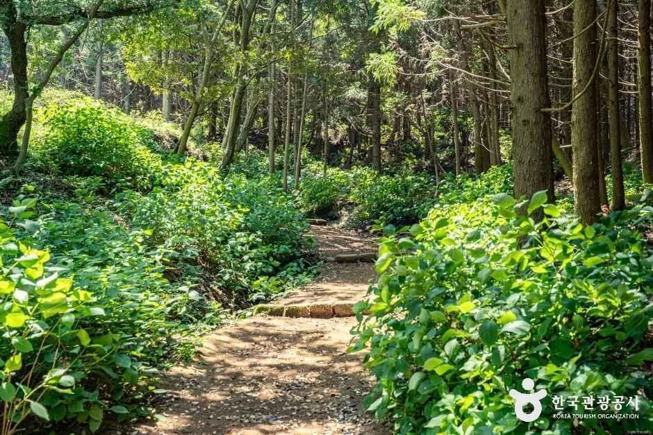 제주_거문오름 (1).jpg