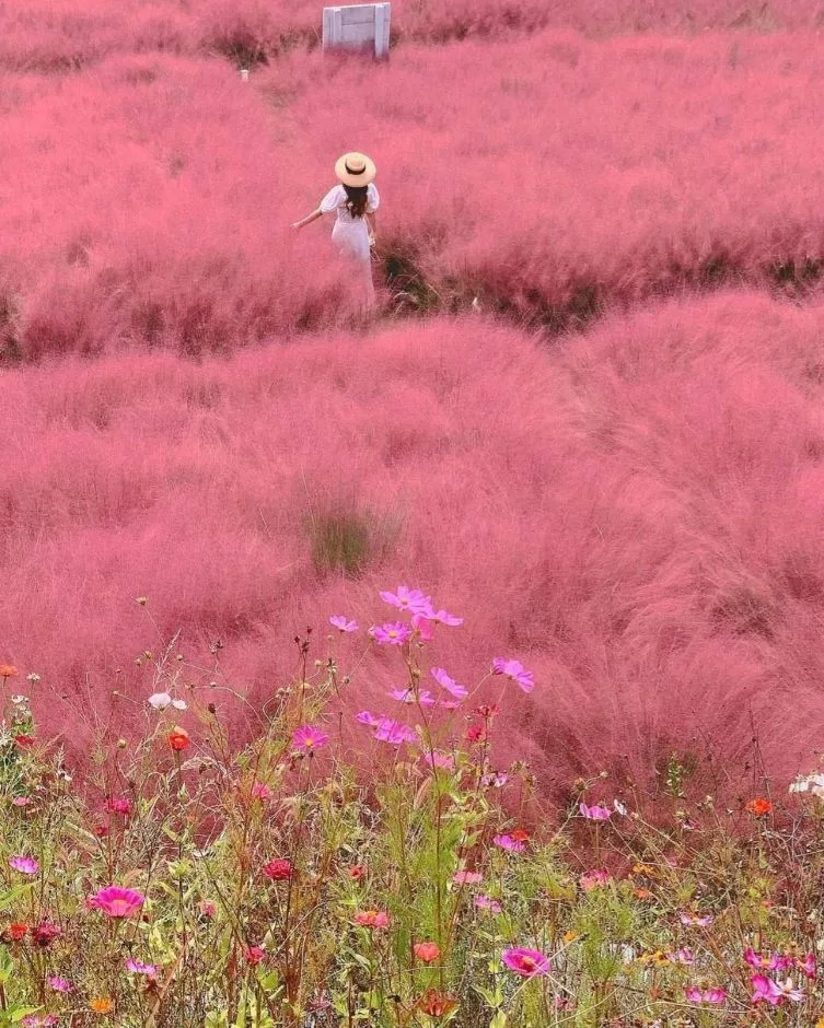 강릉_호린파크(경포대허브농장) (3)