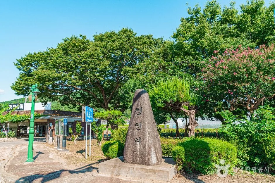 무안_무안 청천리 팽나무와 개서어나무 숲 (2)
