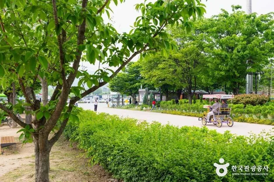 구리_구리한강시민공원(코스모스공원) (5)