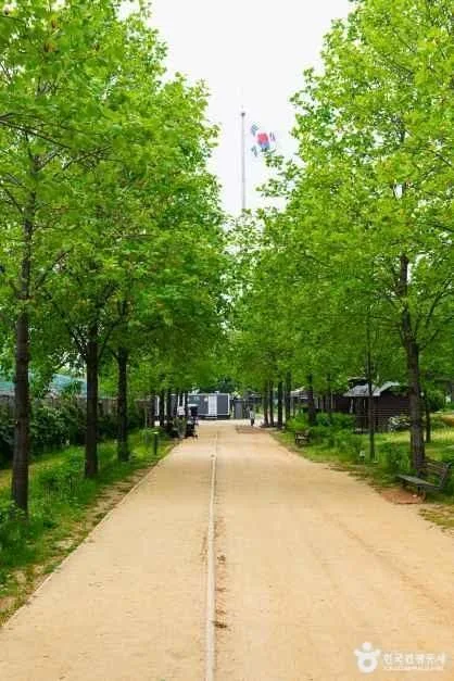 구리_구리한강시민공원(코스모스공원) (4)