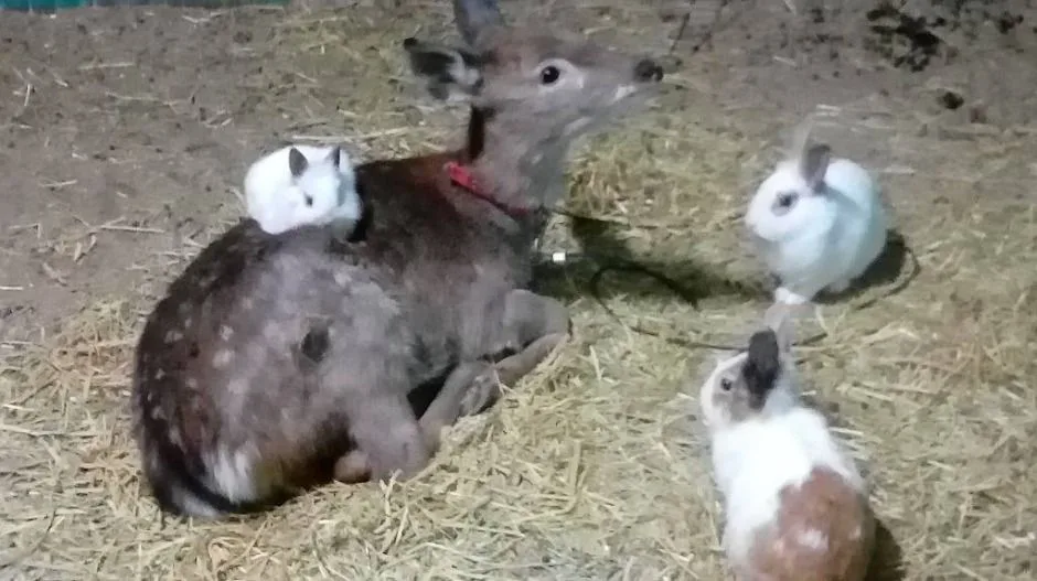 강릉_강릉아기동물농장 (7)