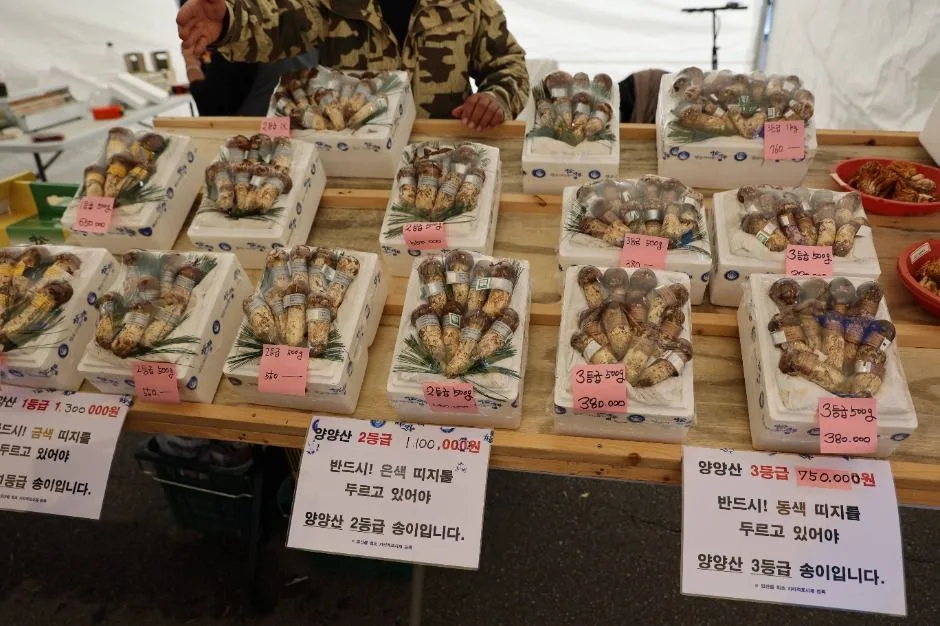 양양송이연어축제
