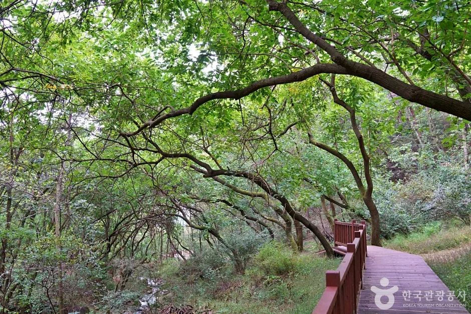 충북_진천_생거진천치유의숲(1)