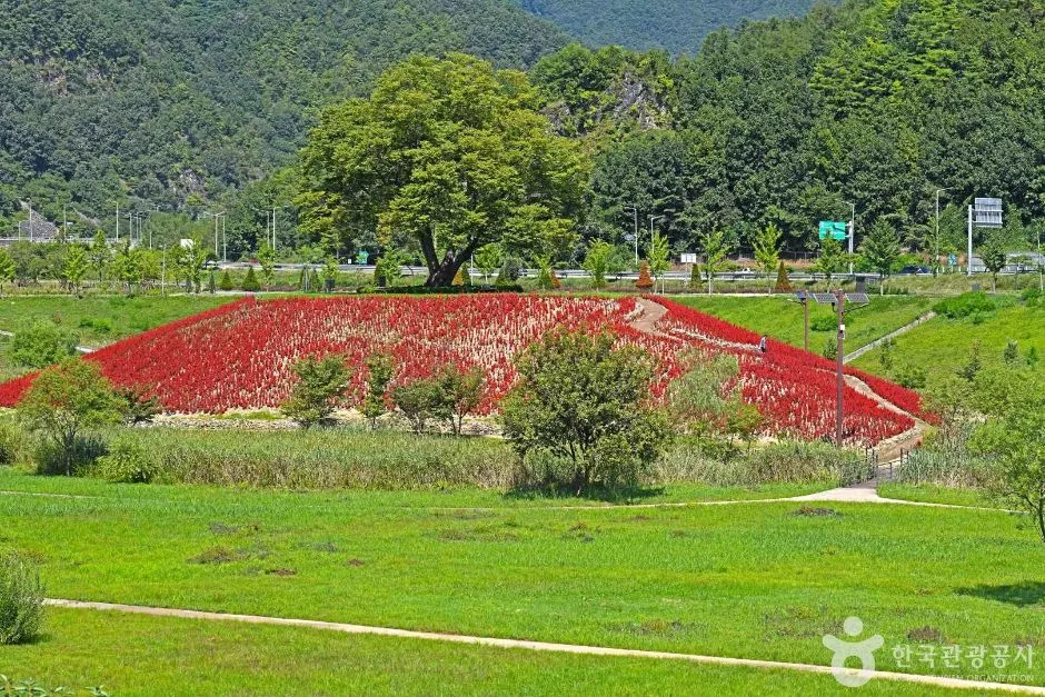 영월_강변저류지 (5)