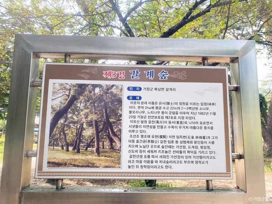 경남_거창_갈계숲_내부_4.JPG