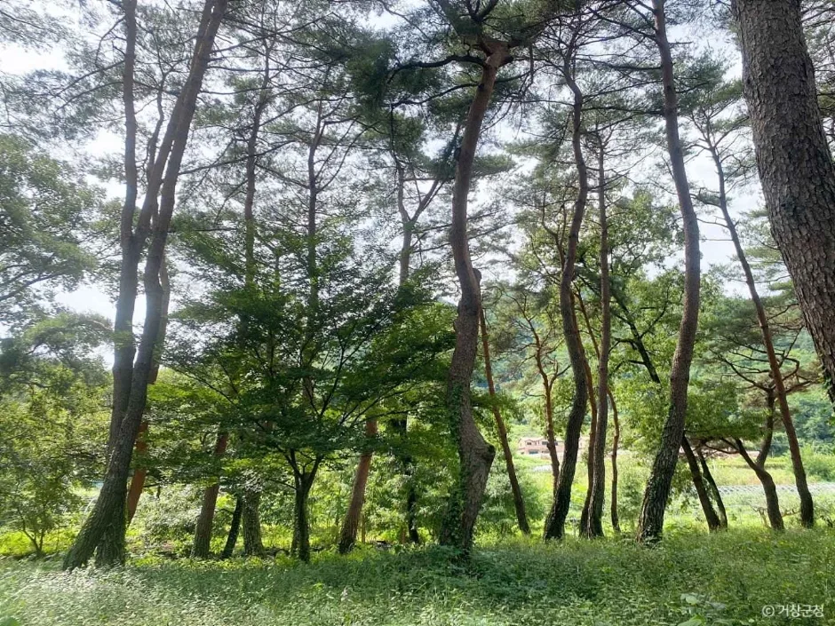 거창_갈계숲 (8)