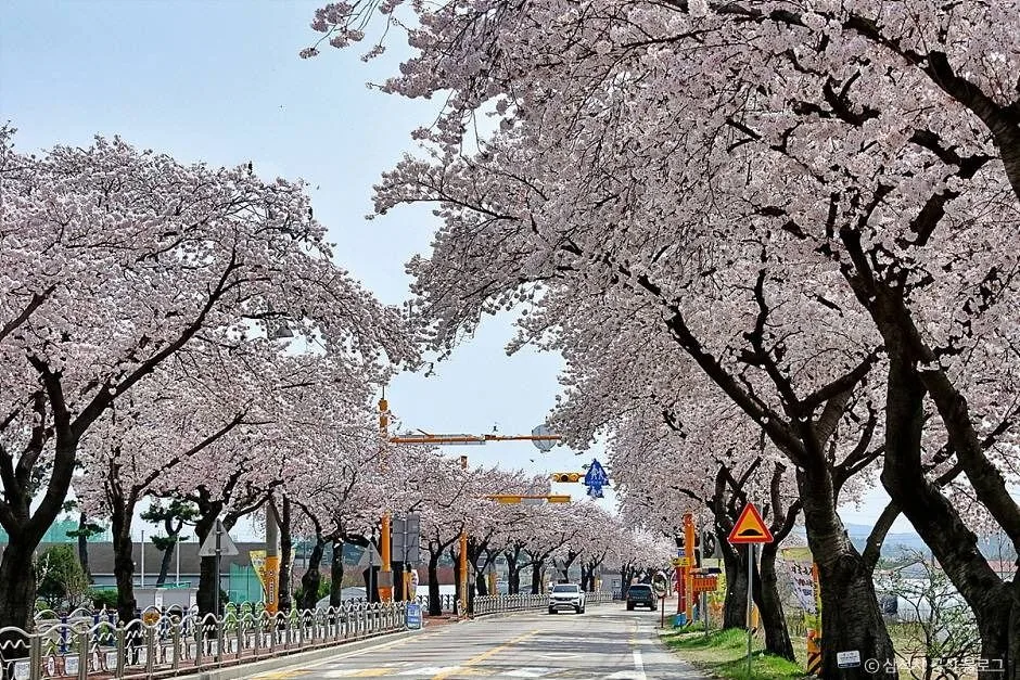 삼척_맹방 벚꽃길 (1)