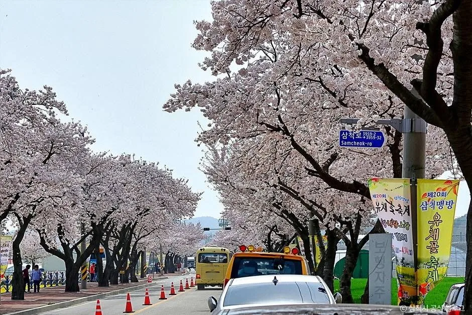 삼척_맹방 벚꽃길 (3)