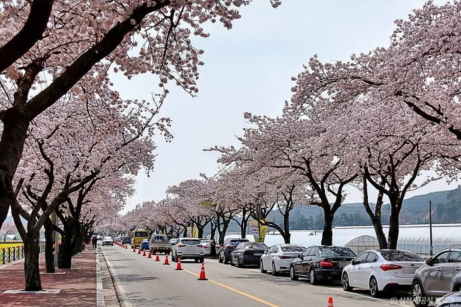 삼척_맹방 벚꽃길 (2)