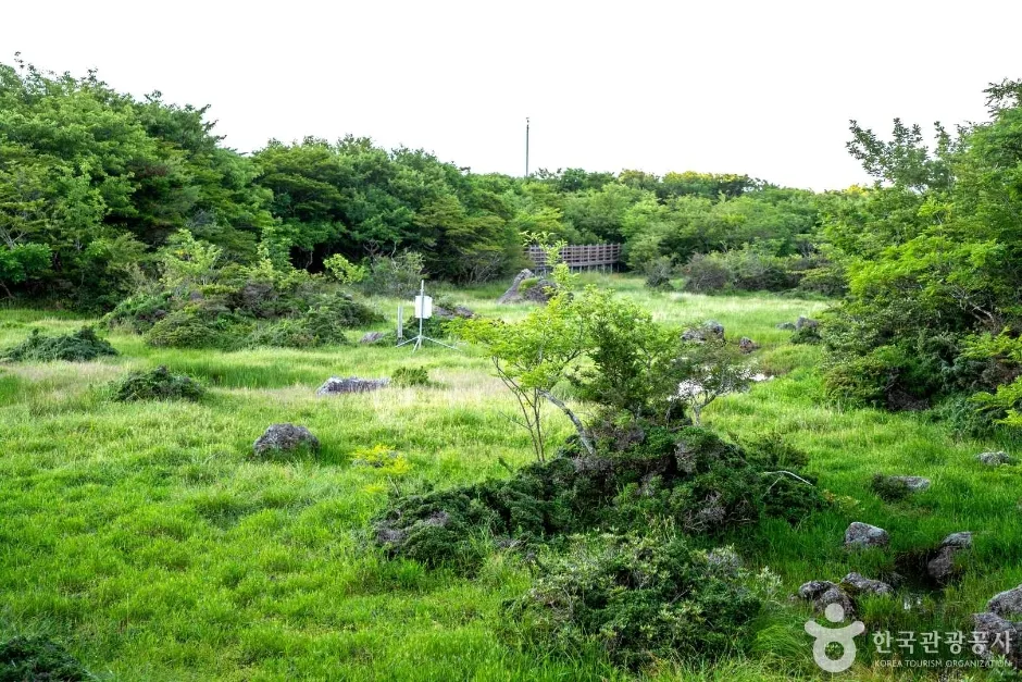 1100고지습지