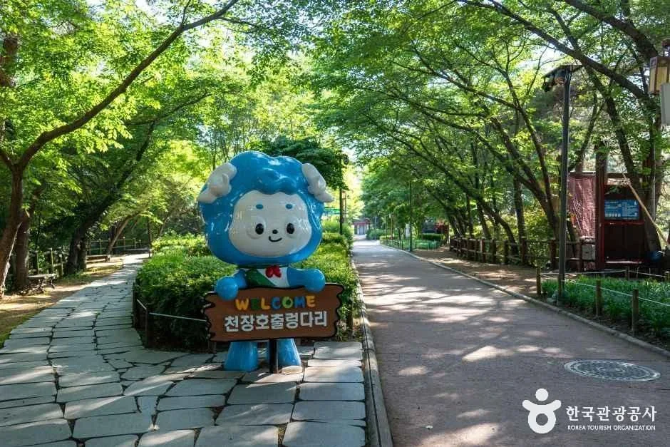 청양_천장호 출렁다리 (6)