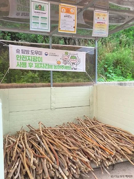 강원도 인제 여행 원대리 자작나무숲 주변 가볼만한곳 추천_인제 자작나무 숲_1-2