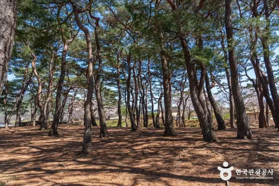 5월 안동 가볼만한 곳, 경북 여행 코스 추천 1-4