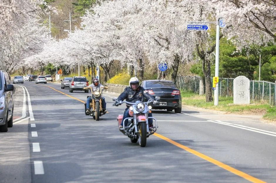 양평_북한강로벚꽃길 (6)