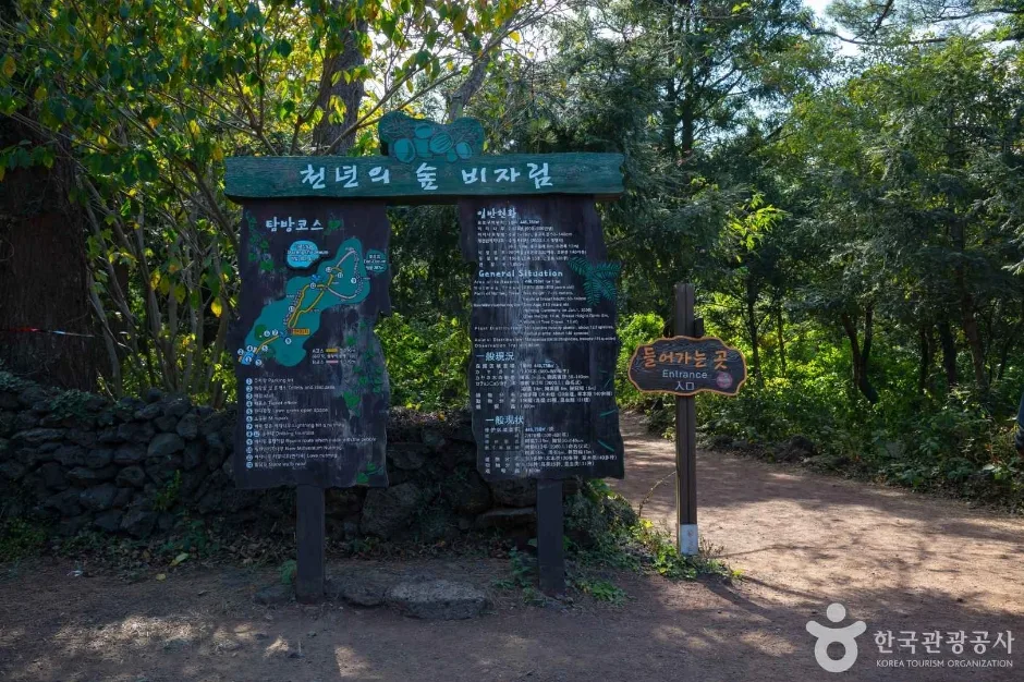 제주_비자림 (2)