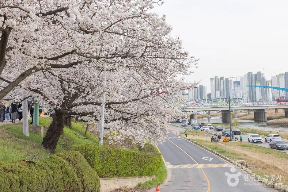 청주_무심천 벚꽃 거리 (3)