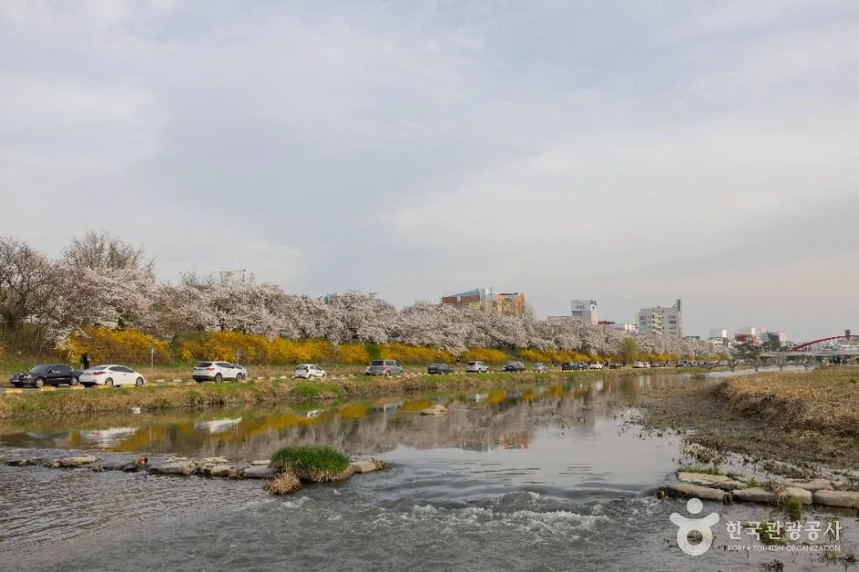 청주_무심천 벚꽃 거리 (9)