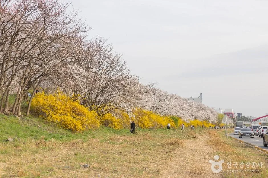 청주_무심천 벚꽃 거리 (8)