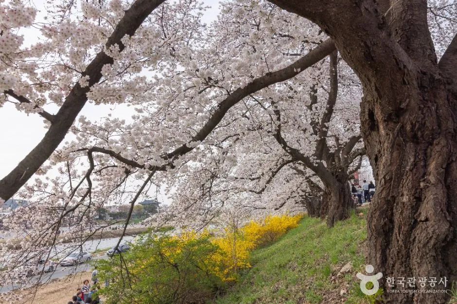 청주_무심천 벚꽃 거리 (4)
