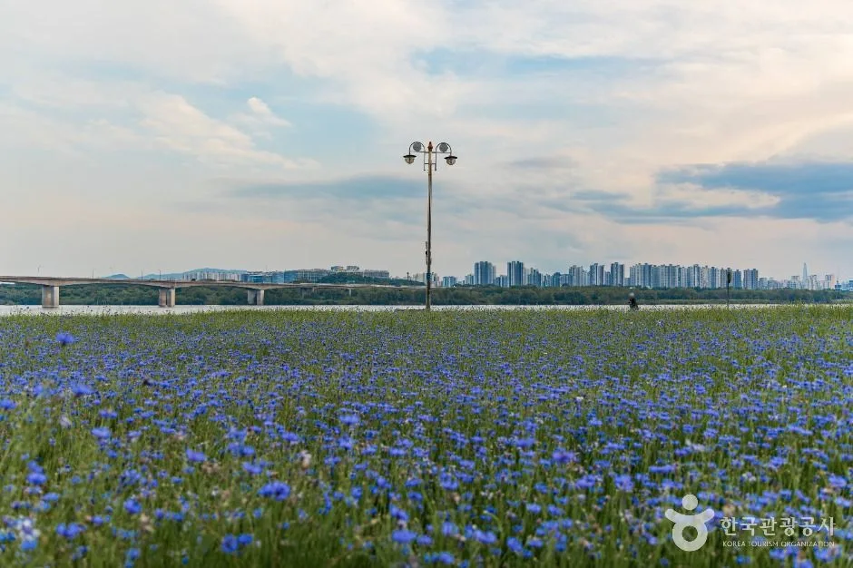 남양주_남양주한강공원(삼패지구) (1)