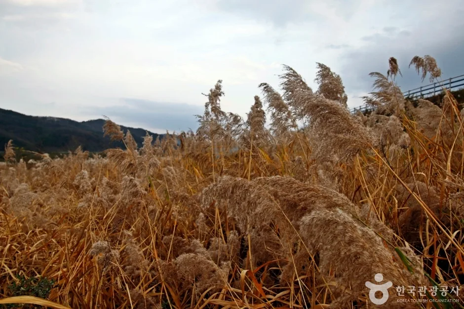 봉황경(능암리섬) (2)