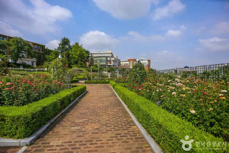 광주_조선대학교 장미원 (3)