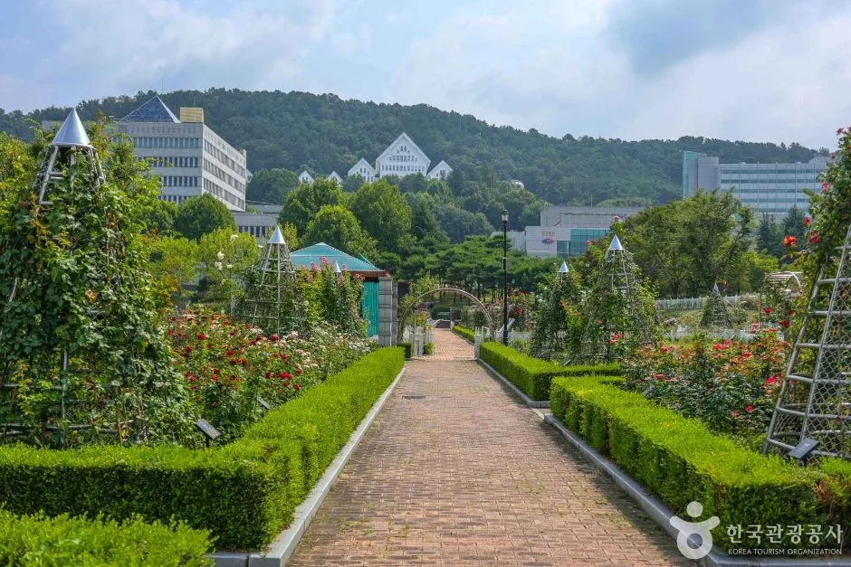 광주_조선대학교 장미원 (7)