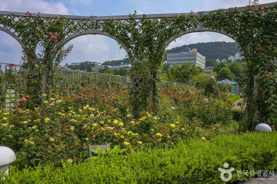 광주_조선대학교 장미원 (4)