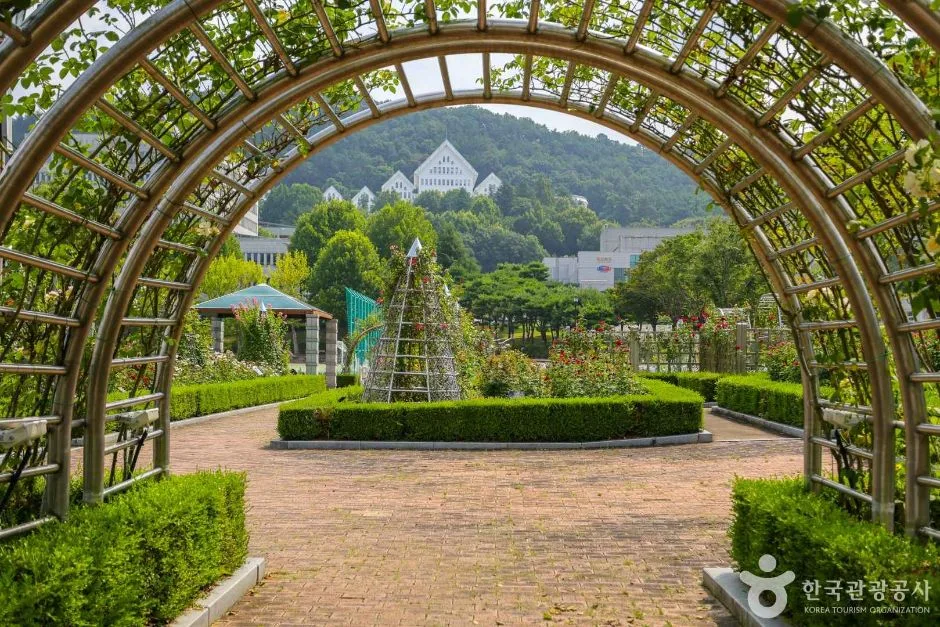광주_조선대학교 장미원 (5)