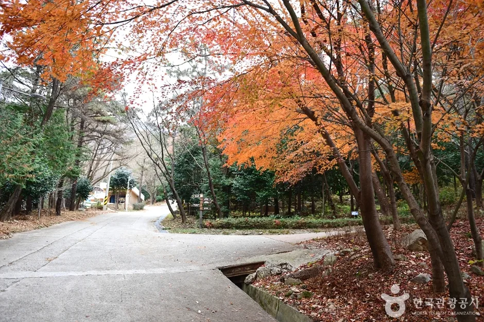 전남_해남_흑석산 자연휴양림 (7)
