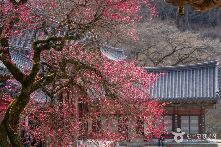 구례_화엄사 (5)