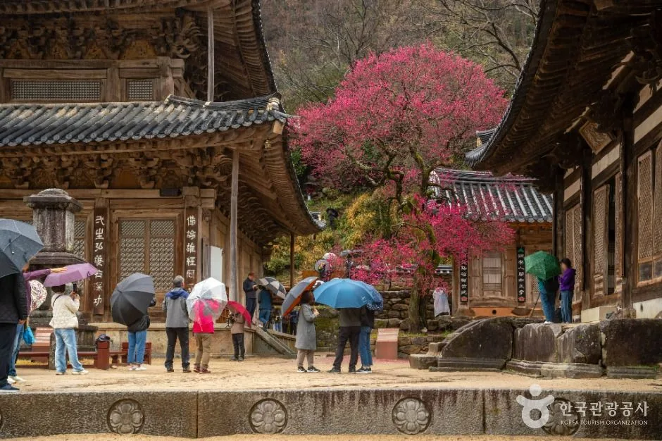 구례_화엄사 (4)