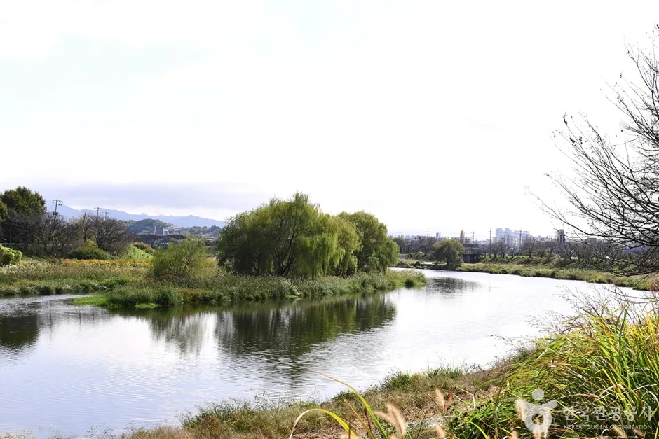 팔복동 천변 (5)