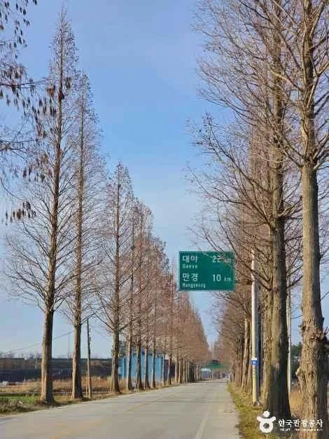 전북_김제_김제 메타세콰이어길_외부_4.jpg
