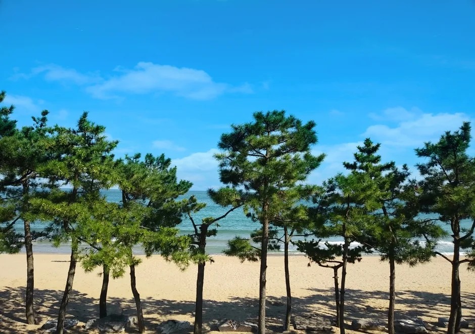 진하해수욕장 (1)