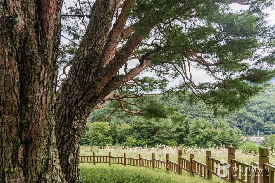 무주_무주 삼공리반송 (3)